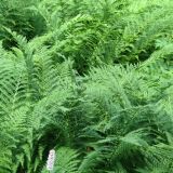 Athyrium filix-femina