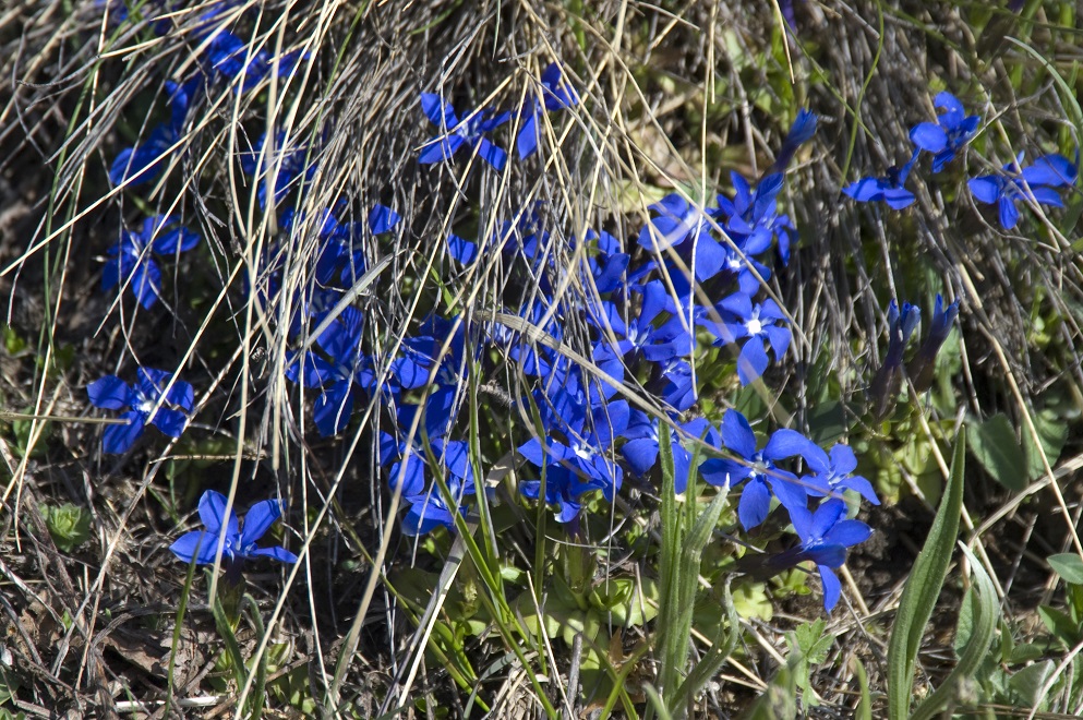 Image of Gentiana angulosa specimen.