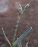 Cerastium argenteum