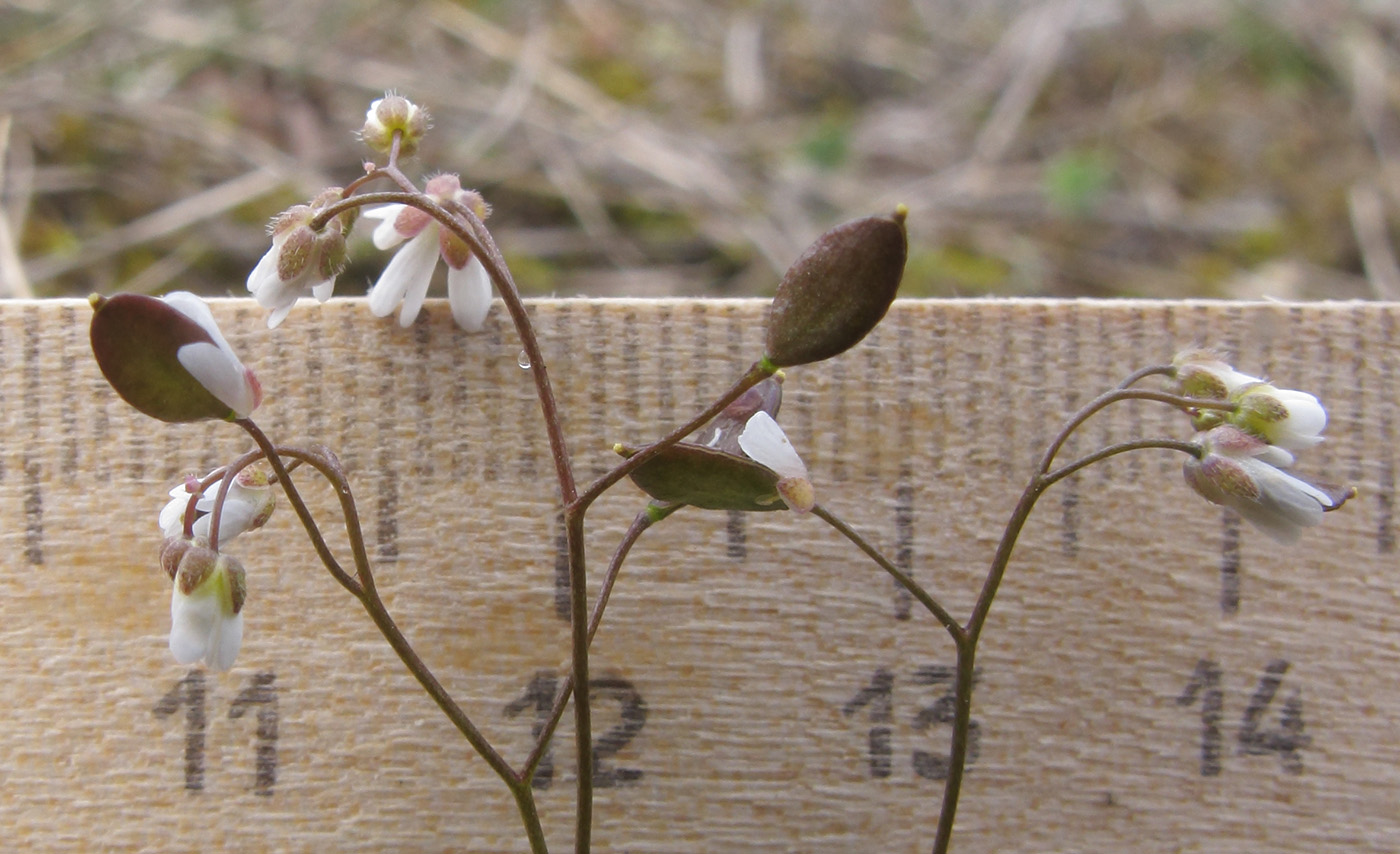 Изображение особи Erophila praecox.