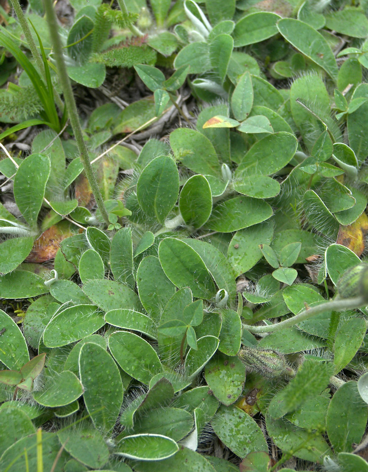 Image of Pilosella officinarum specimen.