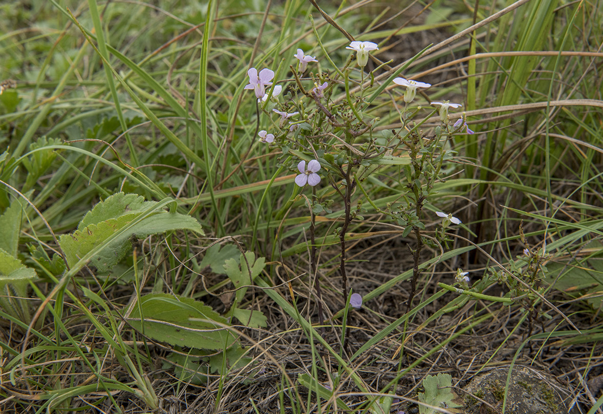 Изображение особи Dontostemon dentatus.