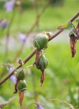 Campanula rapunculoides. Верхушка побега с незрелыми плодами. Ленинградская обл., Волосовский р-н, обочина шоссе. 19.07.2014.