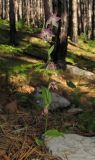 Epipactis distans. Цветущее растение. Крым, окр. Ялты, гора Лапата, сосновый лес. 5 июля 2015 г.