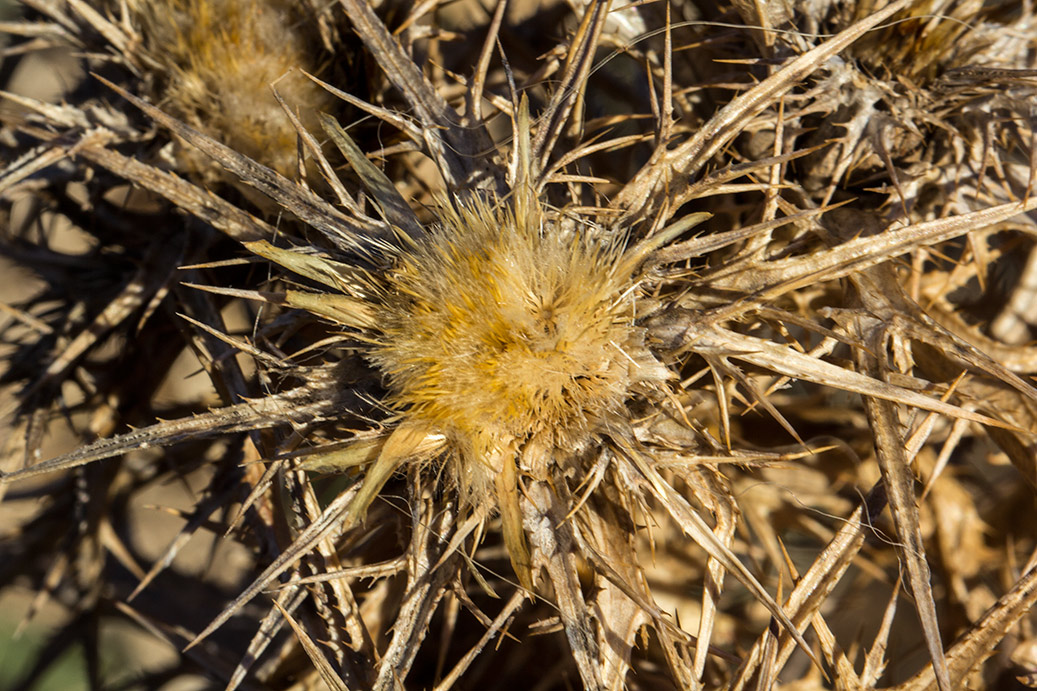 Image of Carlina graeca specimen.