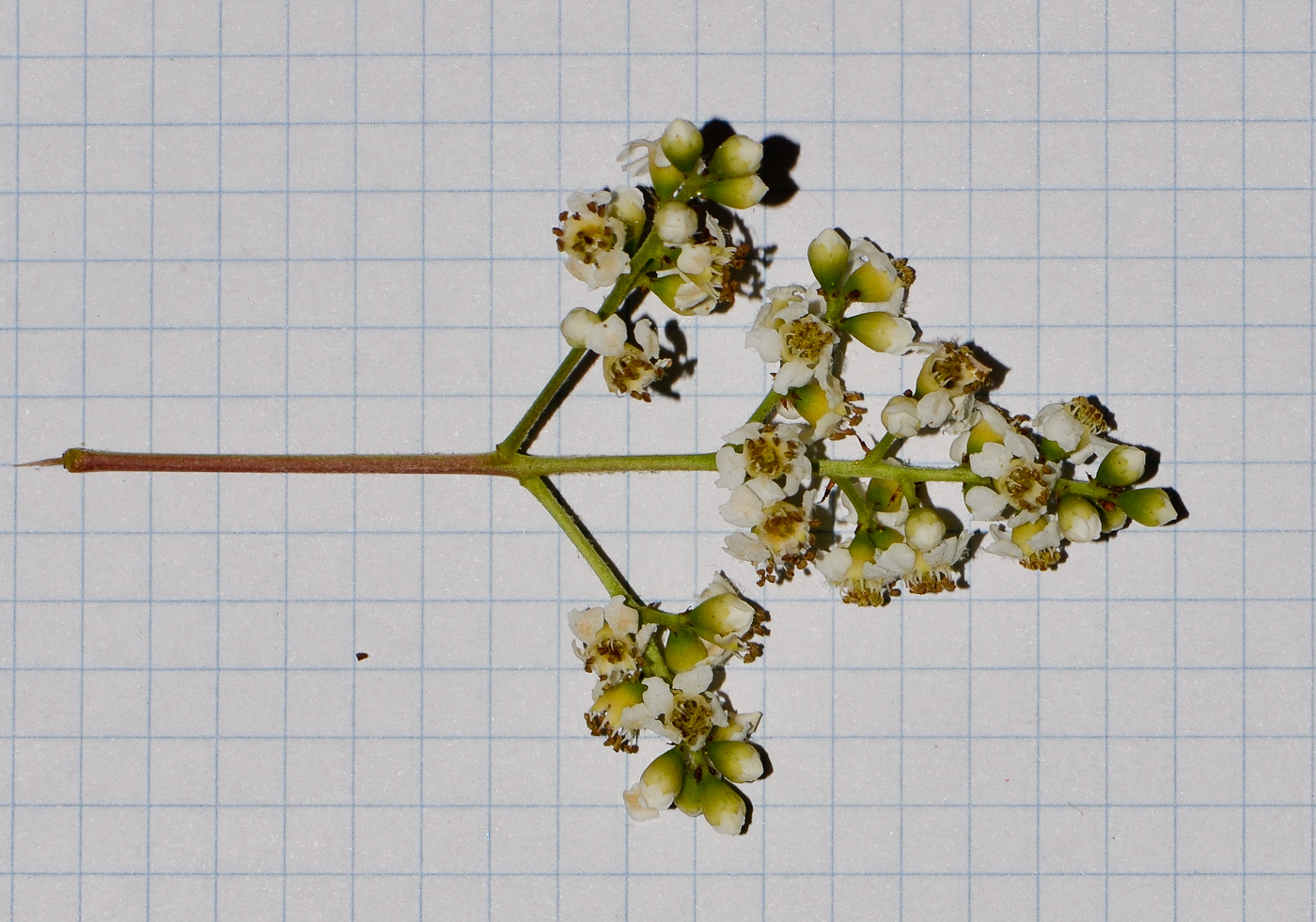 Image of Heteromeles arbutifolia specimen.