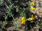 Lotus arinagensis. Верхушки побегов с цветками и бутонами. Испания, Канарские о-ва, Гран Канария, муниципалитет Agüimes, каменистый прибрежный склон. 26 февраля 2010 г.
