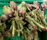 Cynara scolymus. Товарный продукт - нераспустившиеся соцветия с утолщёнными чешуйками обёртки (происхождение - Франция). Франция, Приморские Альпы, пригород Граса, супермаркет Auchan. 22.07.2014.