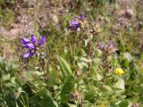 Campanula glomerata. Верхушки зацветающего растения. Кыргызстан, Нарынская обл., левый берег р. Нарын, долина руч. Кутангоч. 23.06.2015.