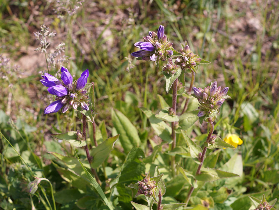 Image of Campanula glomerata specimen.