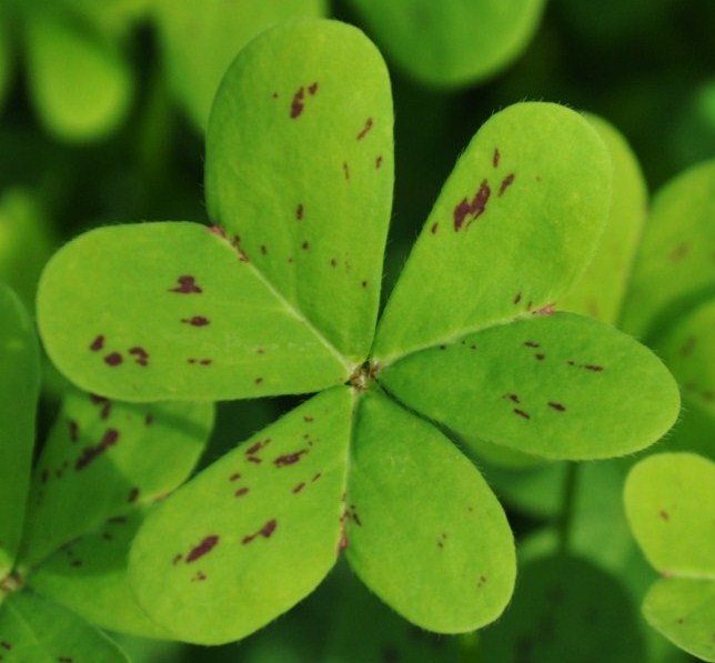 Image of Oxalis pes-caprae specimen.