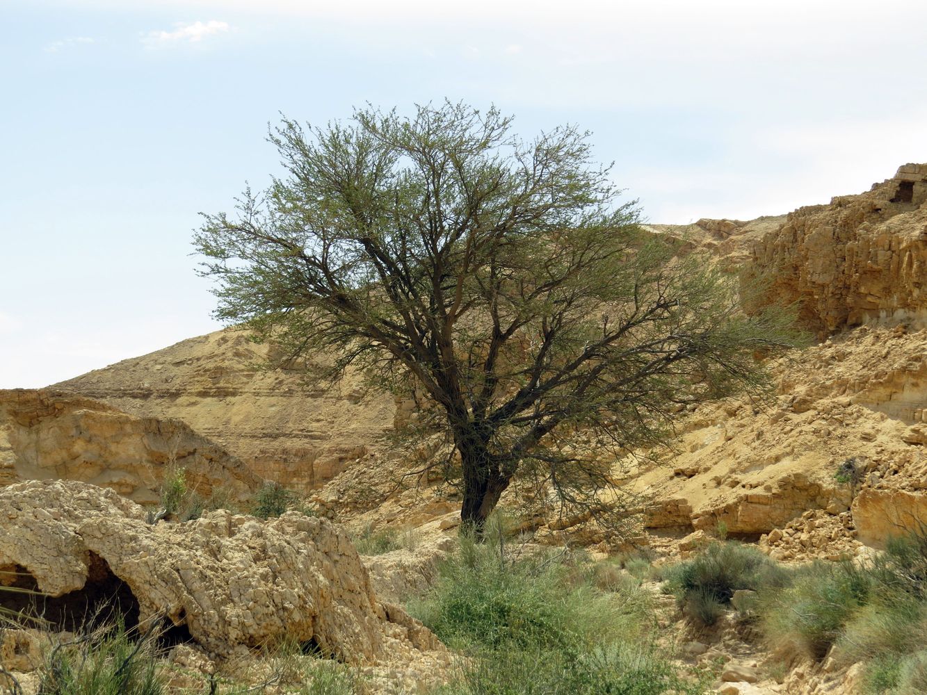 Изображение особи Vachellia pachyceras.