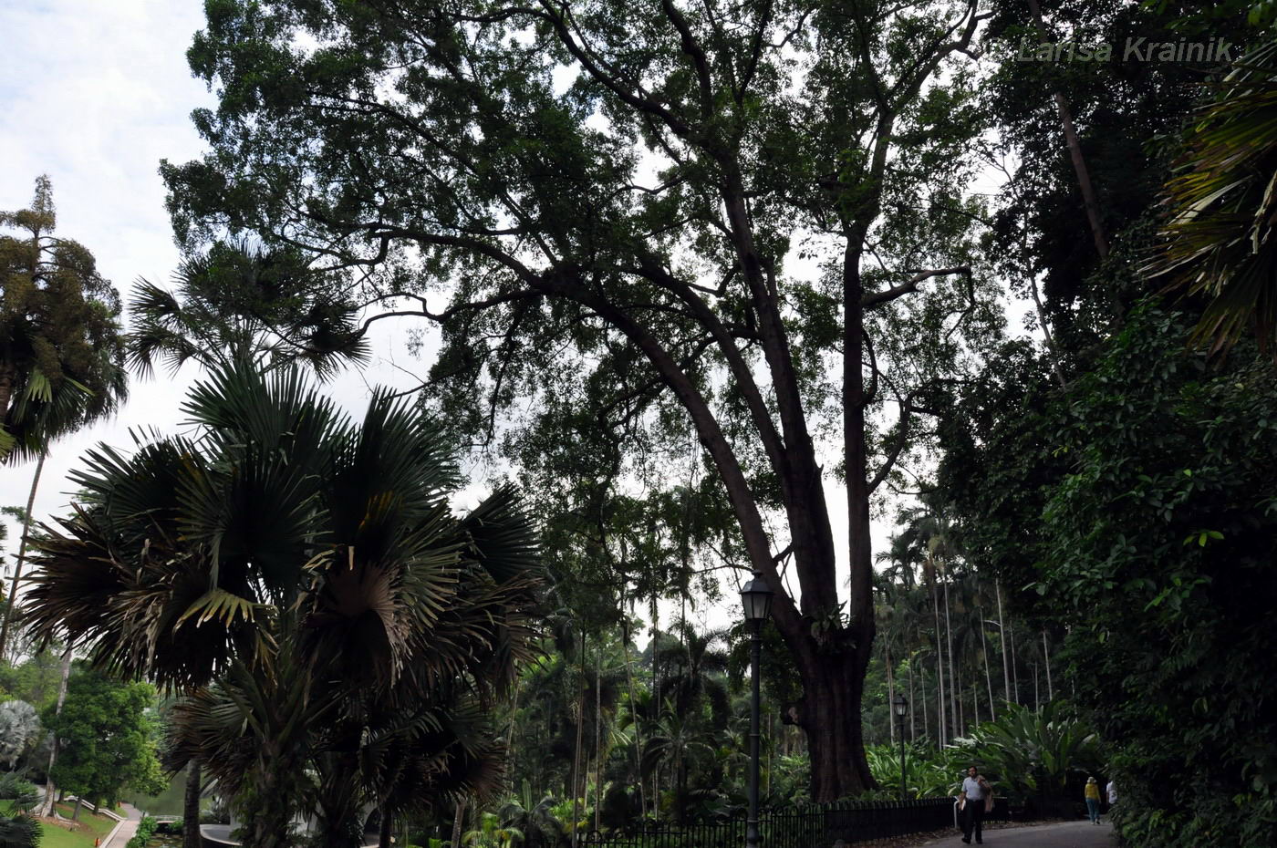 Image of Cyrtophyllum fragrans specimen.