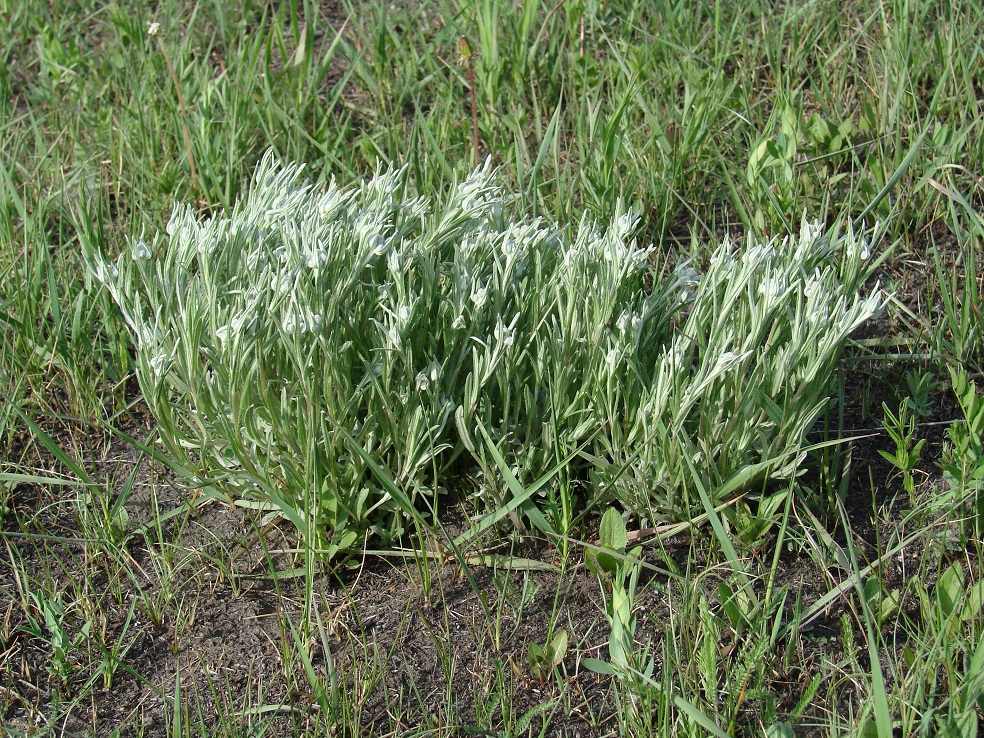 Image of Leontopodium leontopodioides specimen.