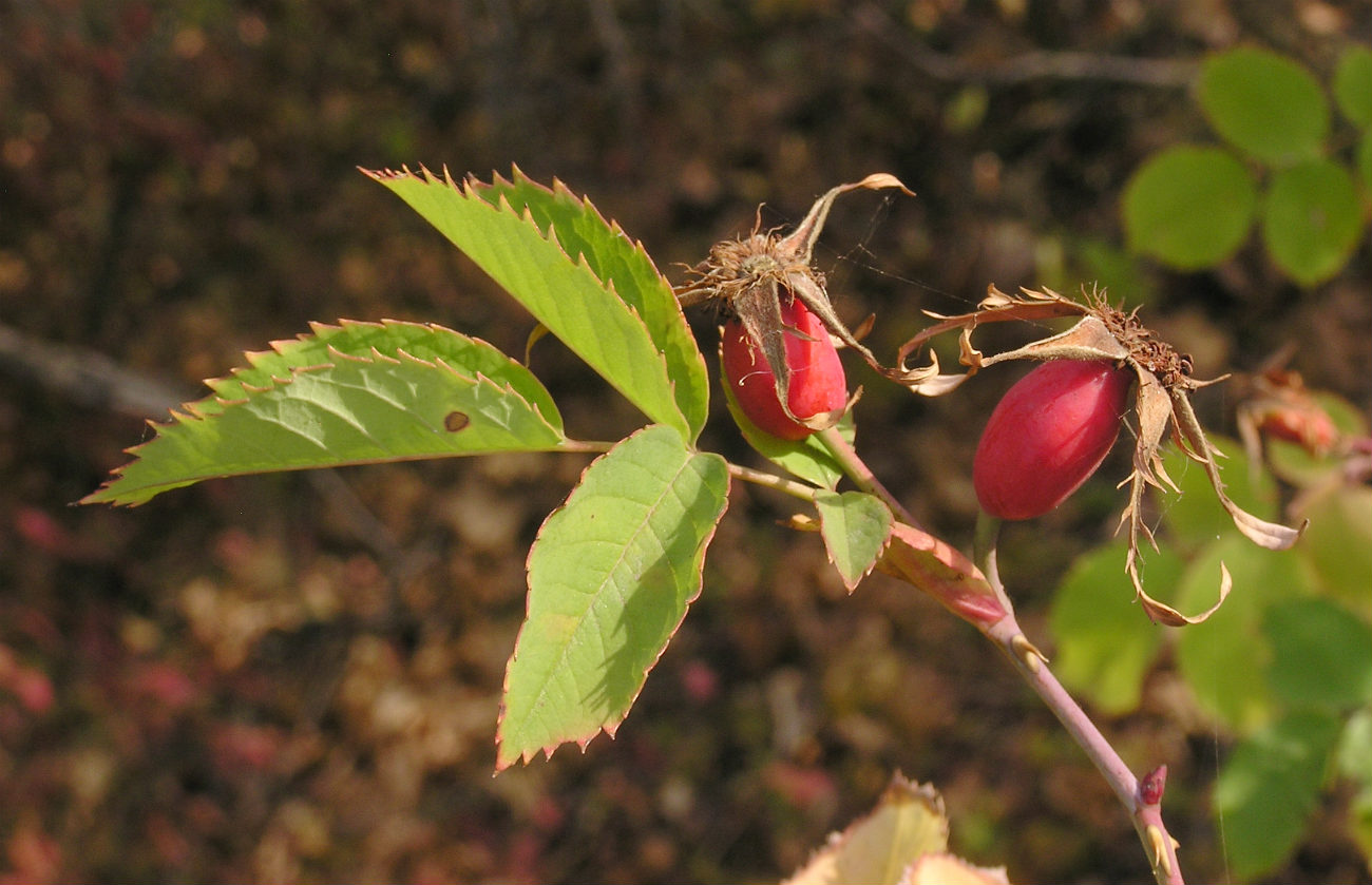 Image of Rosa subcanina specimen.