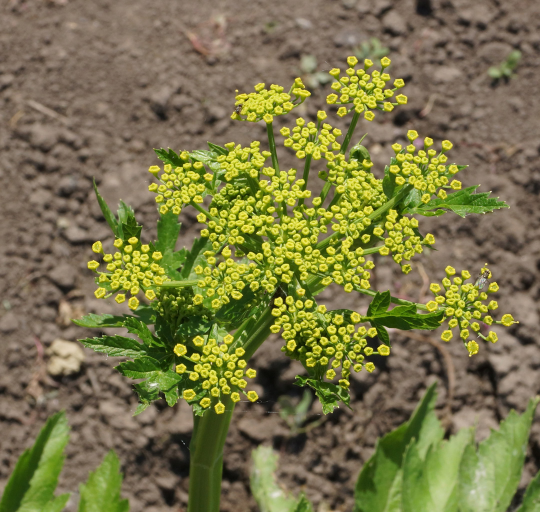 Image of Pastinaca sativa specimen.