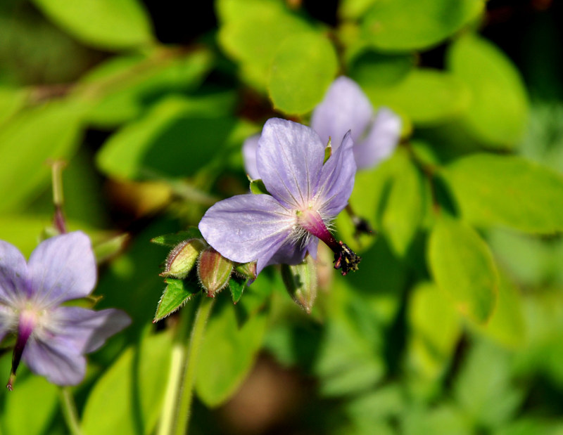 Image of Geranium platyanthum specimen.