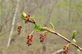 Ribes latifolium. Верхушка побега с соцветиями. Приморский край, Уссурийский р-н, Горнотаёжный дендрарий ДВО РАН. 02.05.2014.