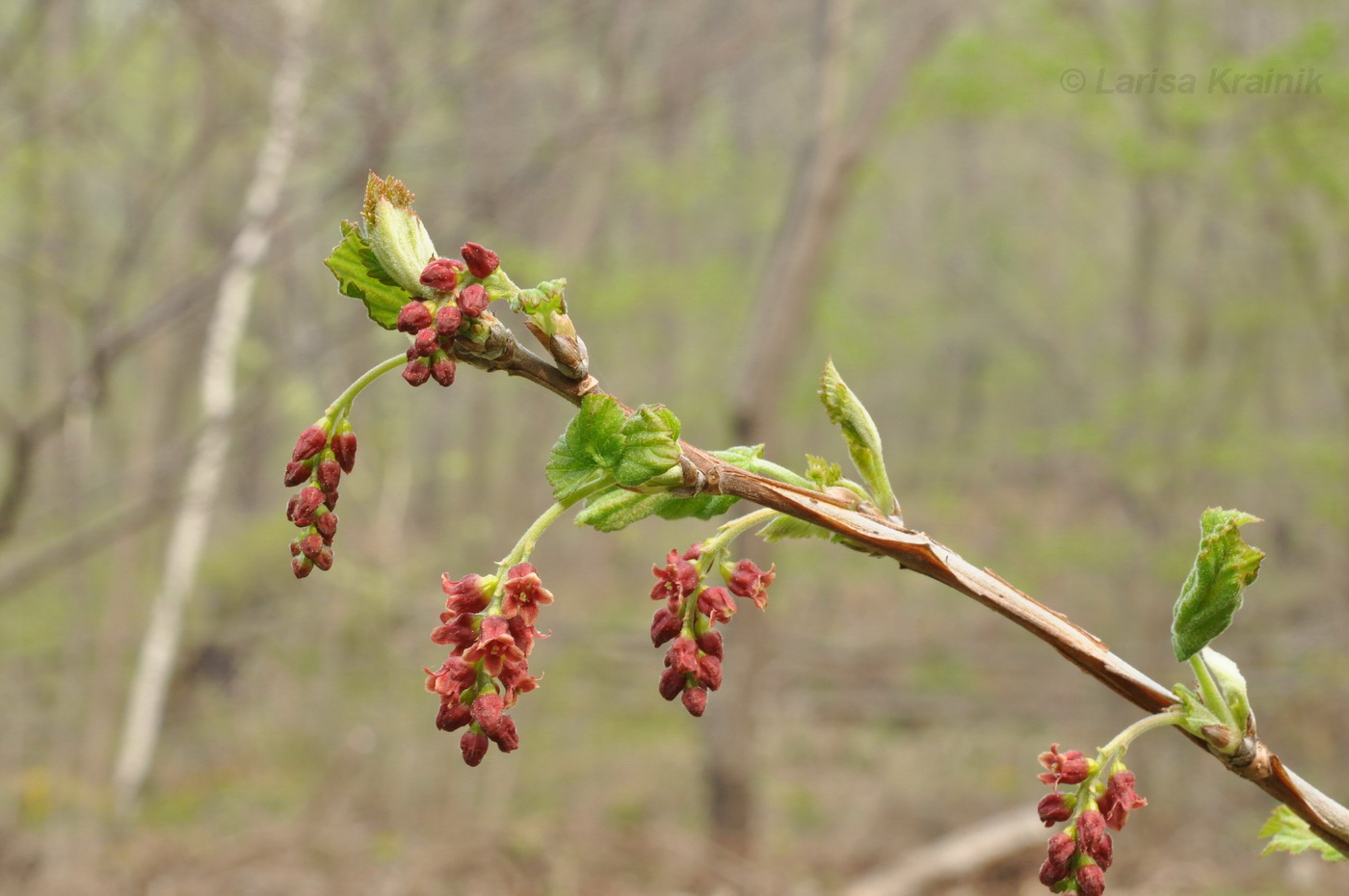 Image of Ribes latifolium specimen.