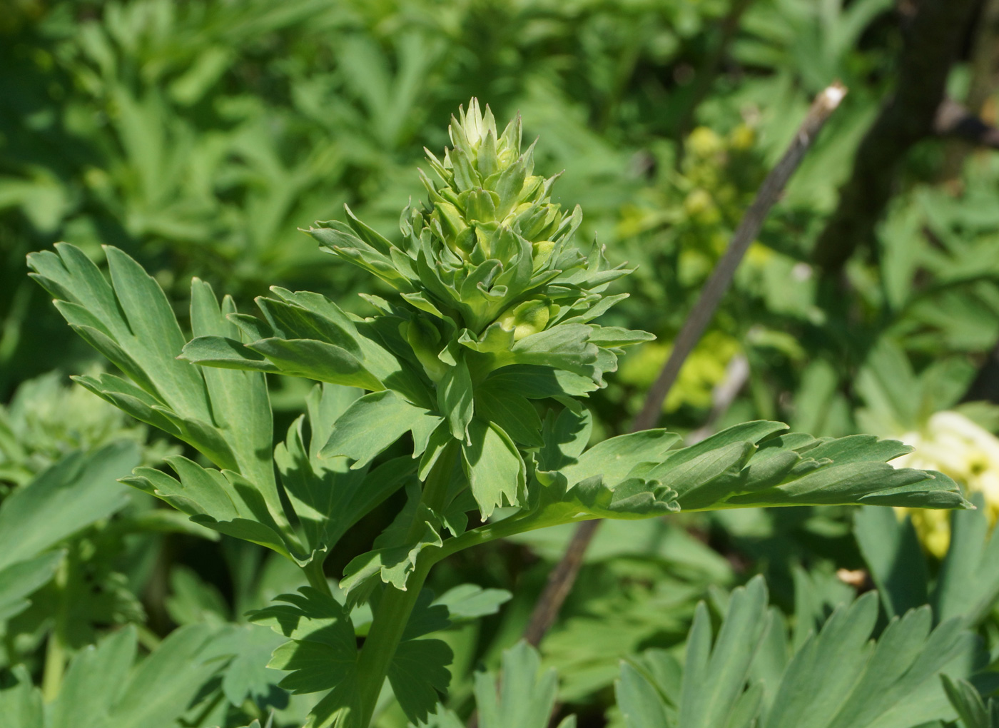 Image of Corydalis nobilis specimen.