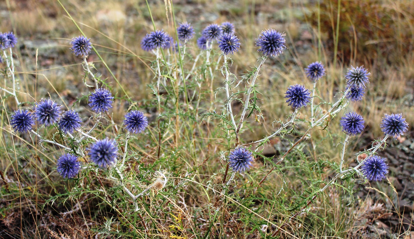 Изображение особи Echinops ruthenicus.