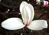 Magnolia cylindrica. Раскрывающийся цветок. Латвия, Рига, Ботанический сад Латвийского университета, экспозиция магнолий (участок 1). 05.05.2015.