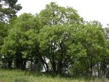 Acer stevenii. Дерево на краю Никитской Яйлы, Горный Крым. 9 июля 2008 г.