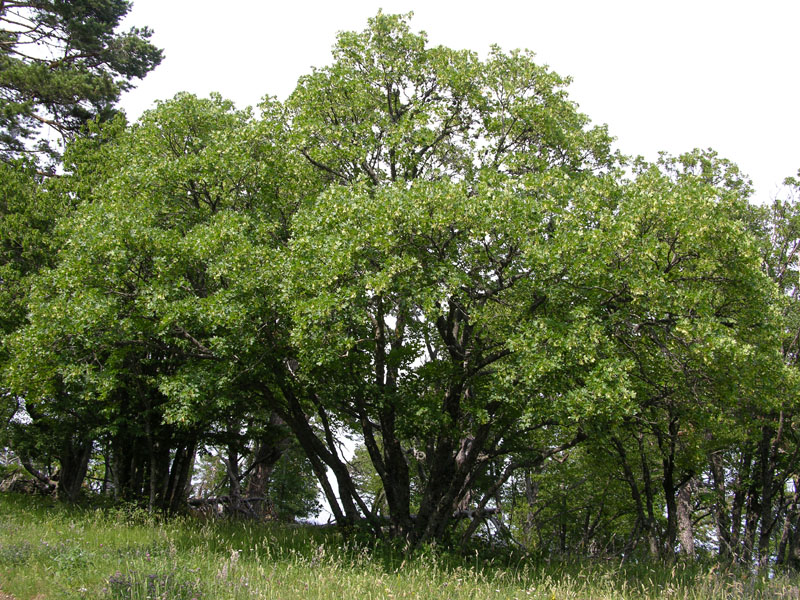 Image of Acer stevenii specimen.