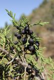 Juniperus pseudosabina. Веточка со зрелыми шишкоягодами. Южный Казахстан, хр. Таласский Алатау, ущ. Коксай. 20.08.2015.