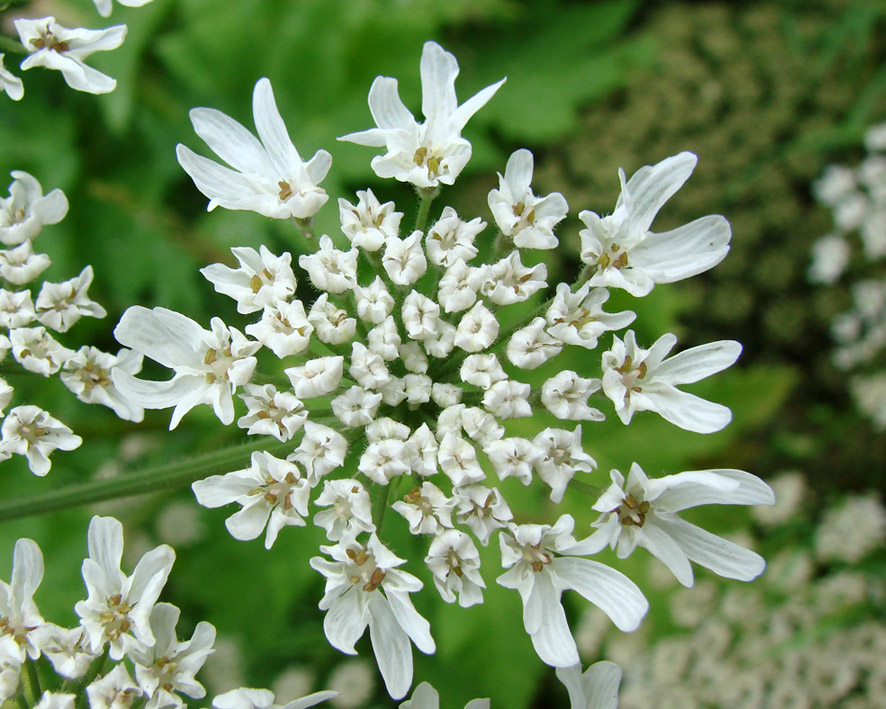 Изображение особи Heracleum sosnowskyi.