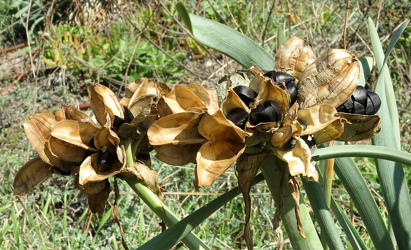 Image of Pancratium maritimum specimen.