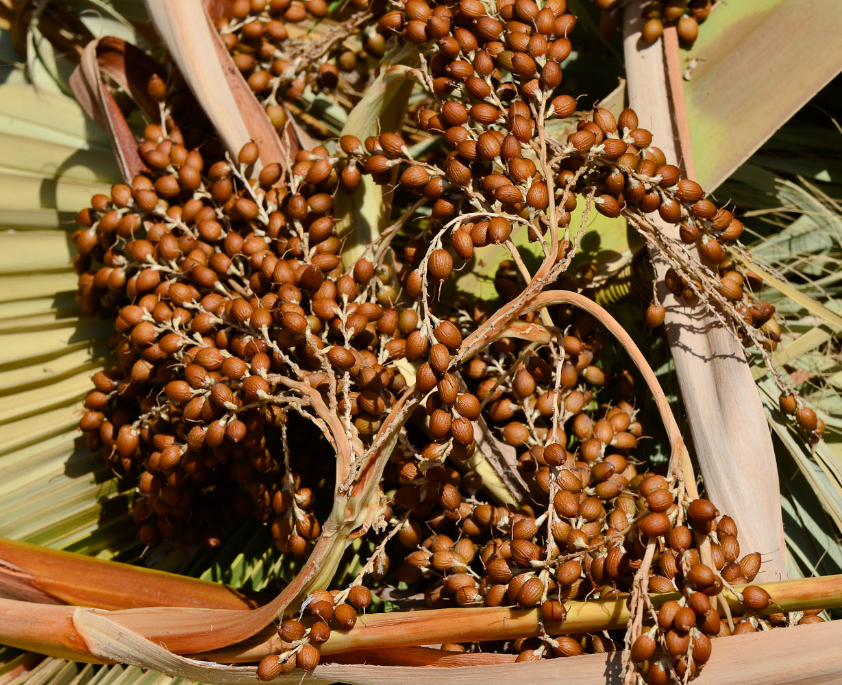 Изображение особи Washingtonia robusta.