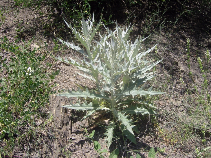 Изображение особи Cirsium tomentosum.