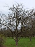 Malus domestica