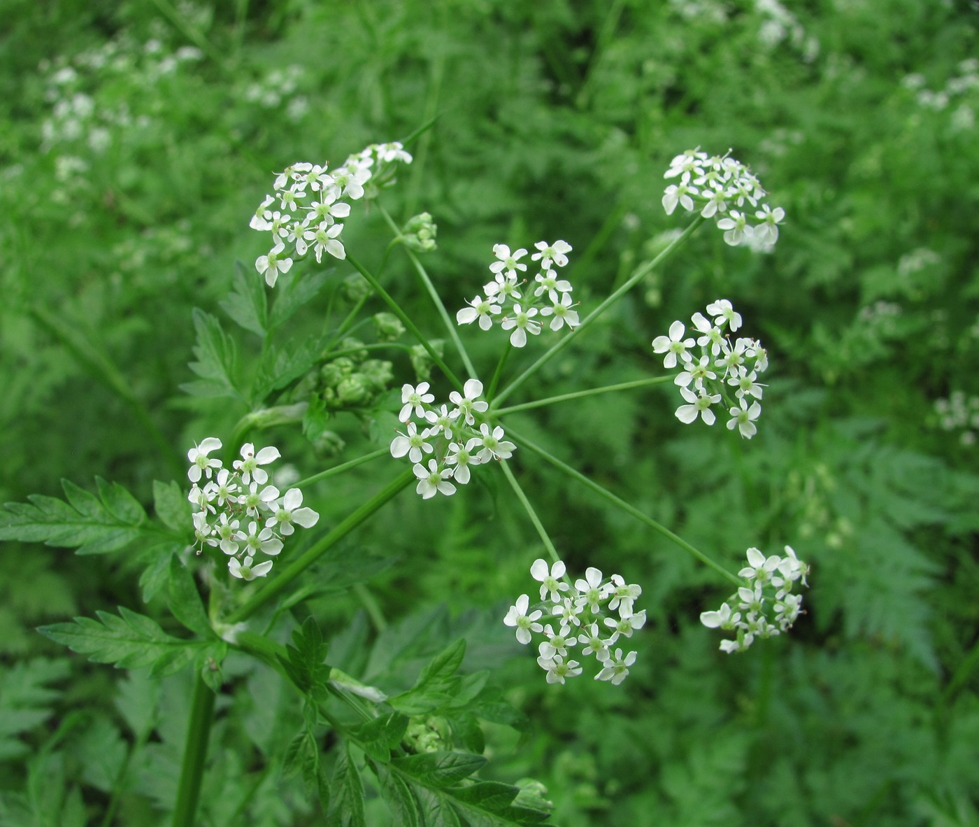 Image of Anthriscus sylvestris specimen.