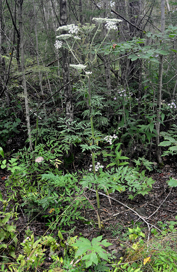 Image of Angelica anomala specimen.