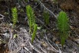 Equisetum telmateia