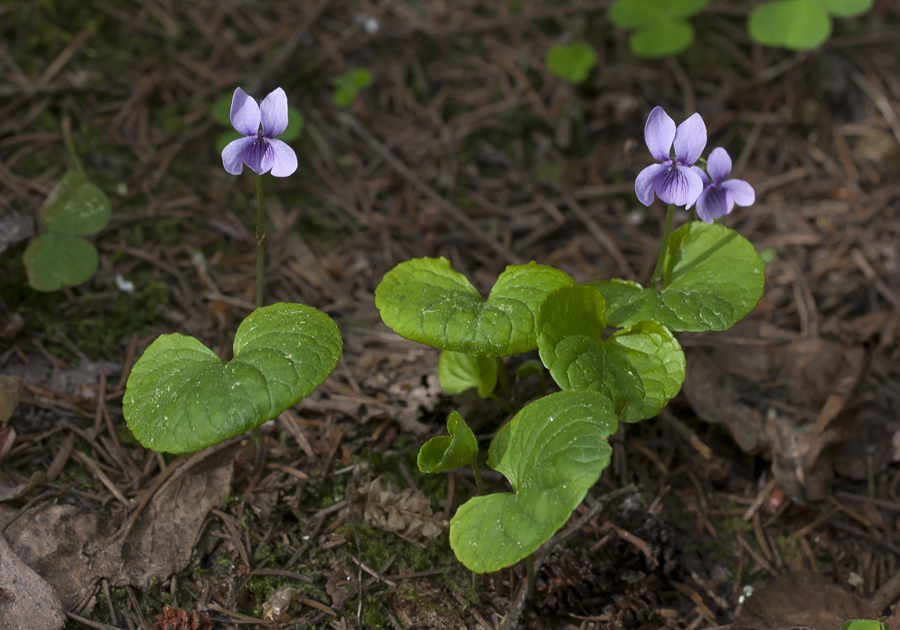 Изображение особи Viola palustris.