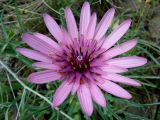 Tragopogon marginifolius