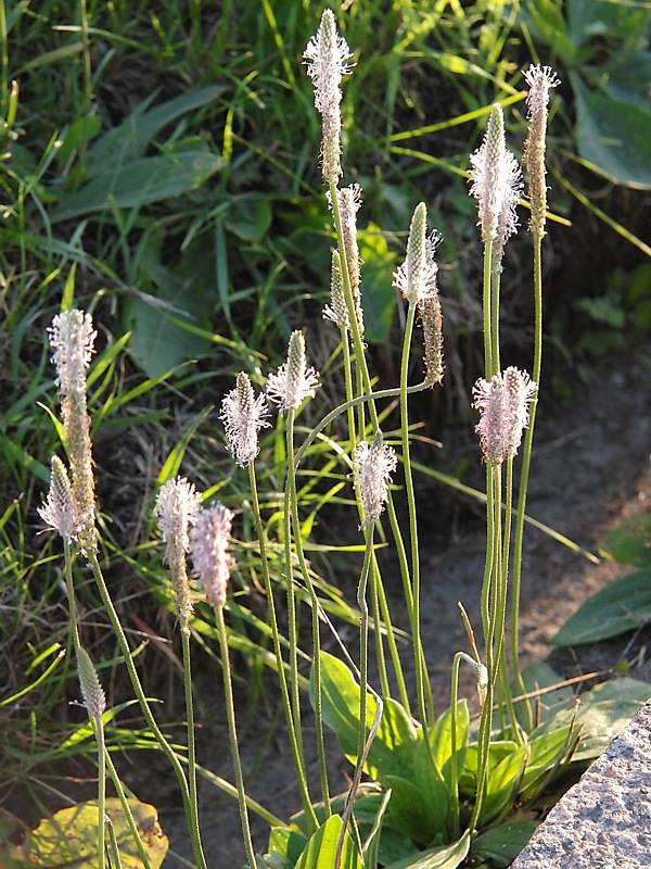 Image of Plantago media specimen.