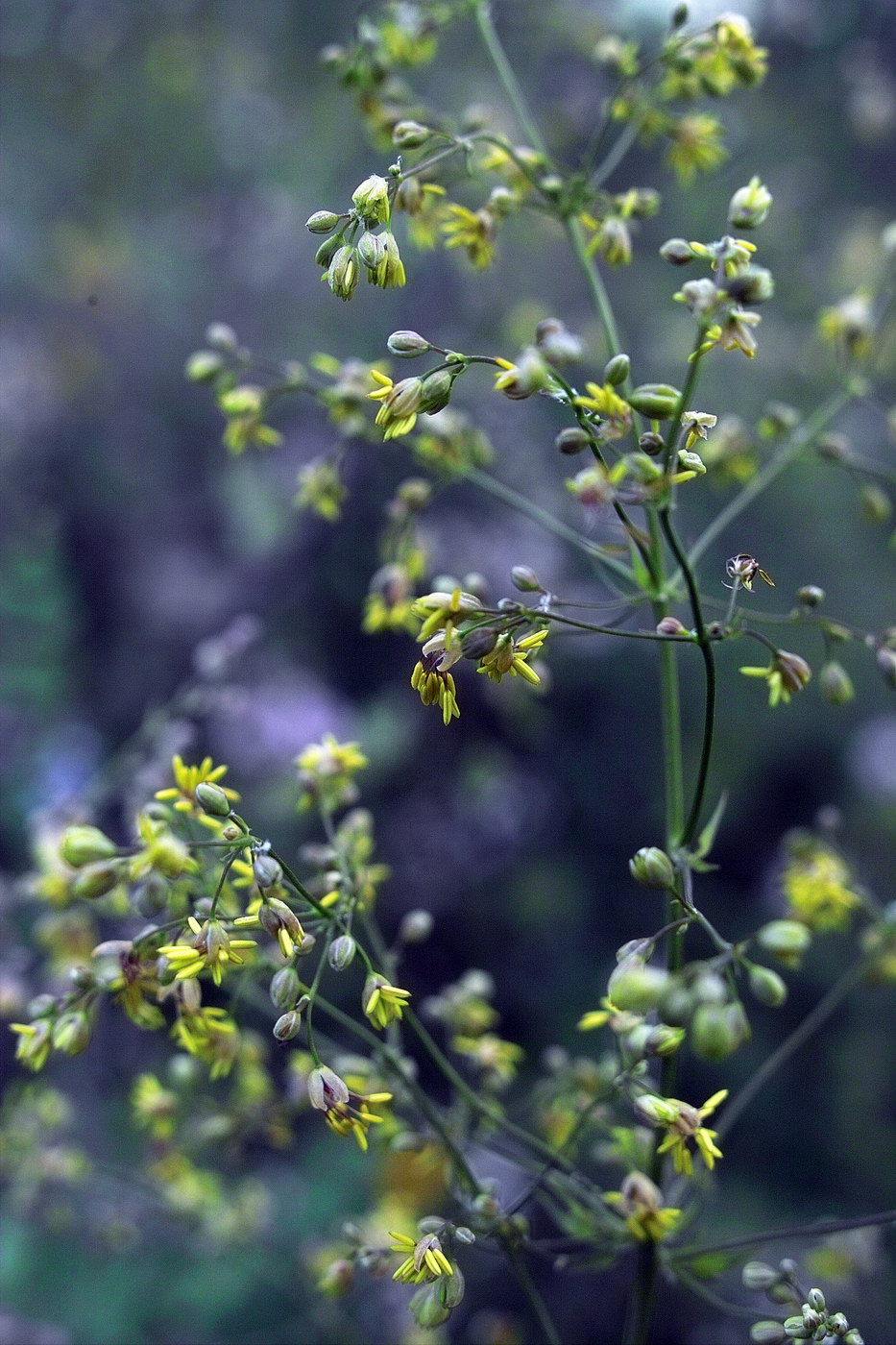 Изображение особи Thalictrum simplex.