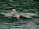 genus Nymphaea