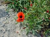 Papaver rhoeas. Цветущее и плодоносящее растение. Крым, окр. Балаклавы, сухой склон. 06.06.2016.