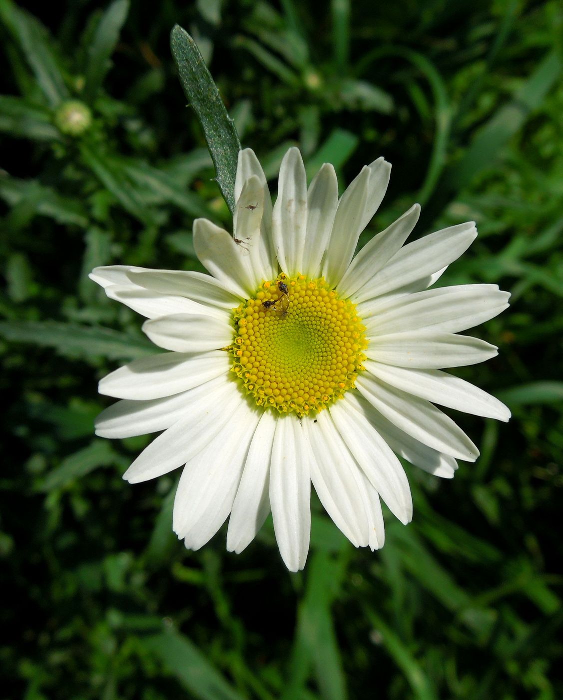 Image of Leucanthemum maximum specimen.