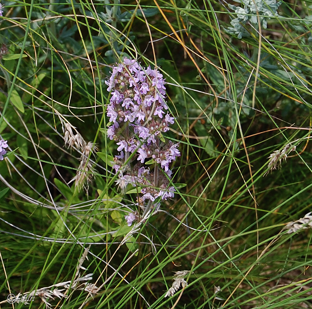 Image of Thymus marschallianus specimen.