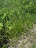 Carex paniculata