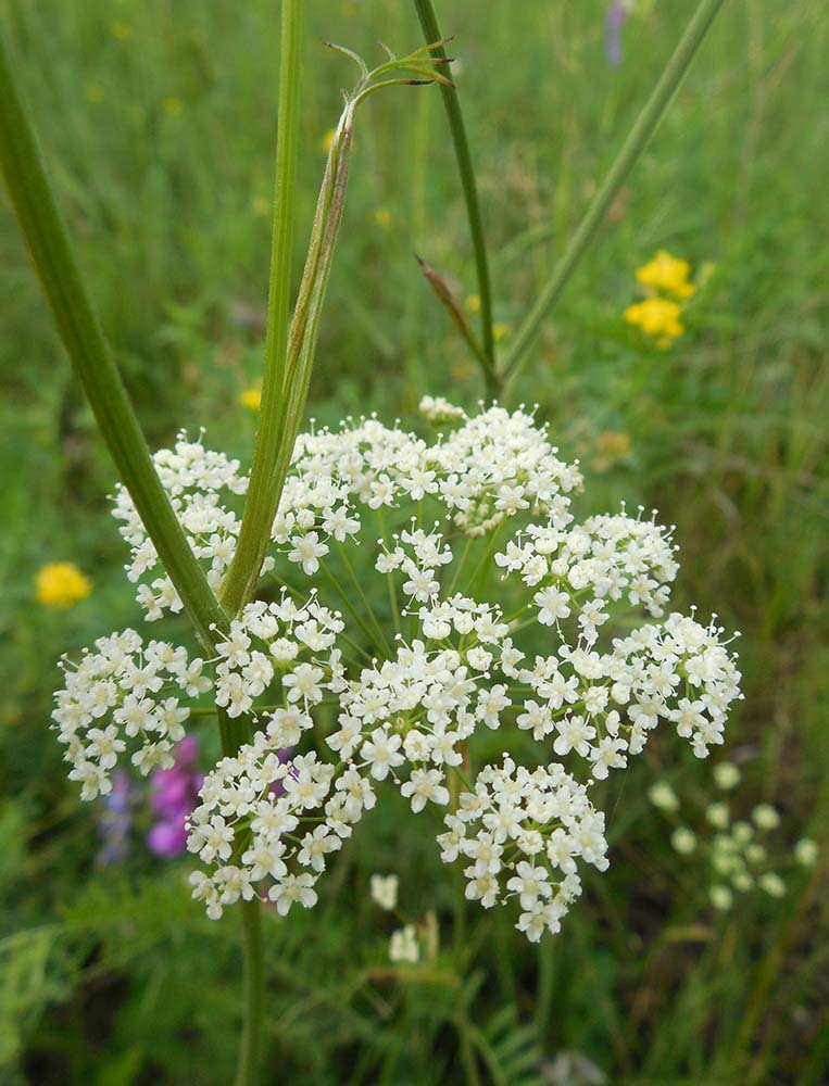 Изображение особи Cenolophium fischeri.