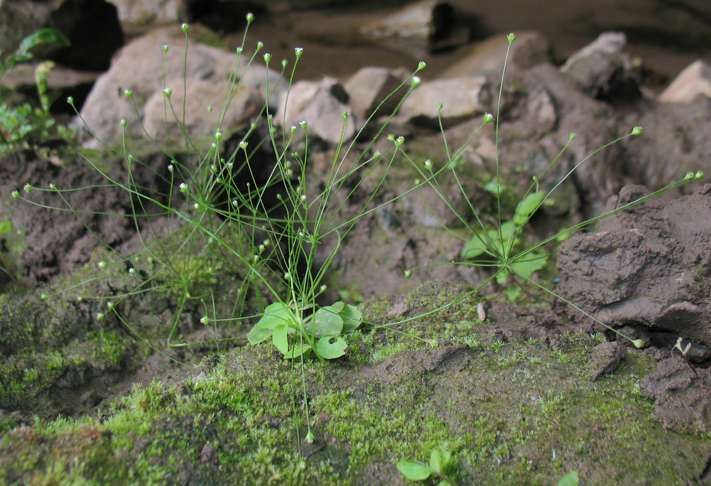 Изображение особи Androsace filiformis.