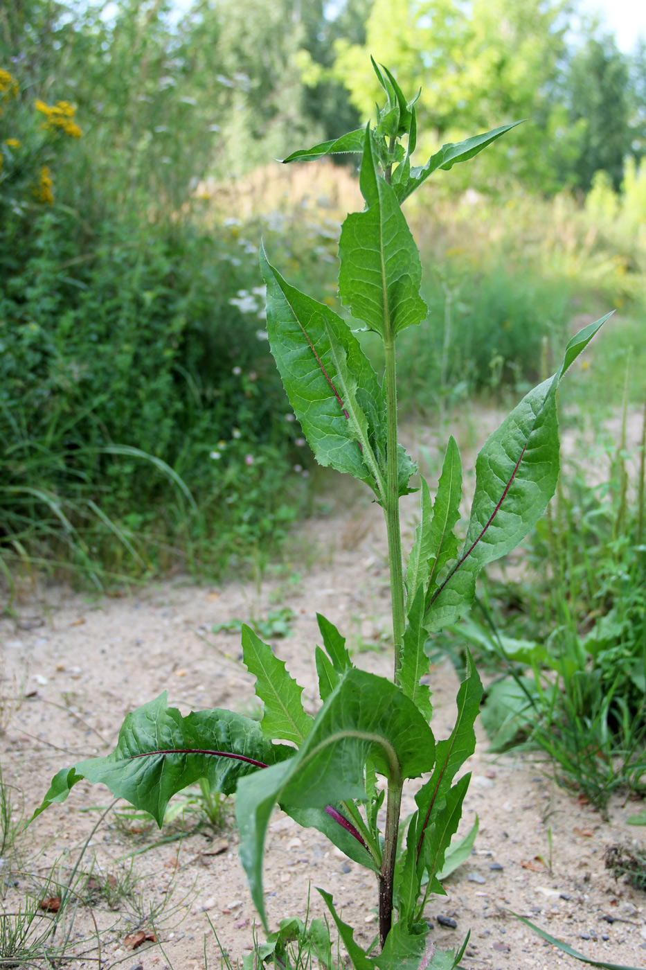 Image of Cichorium intybus specimen.