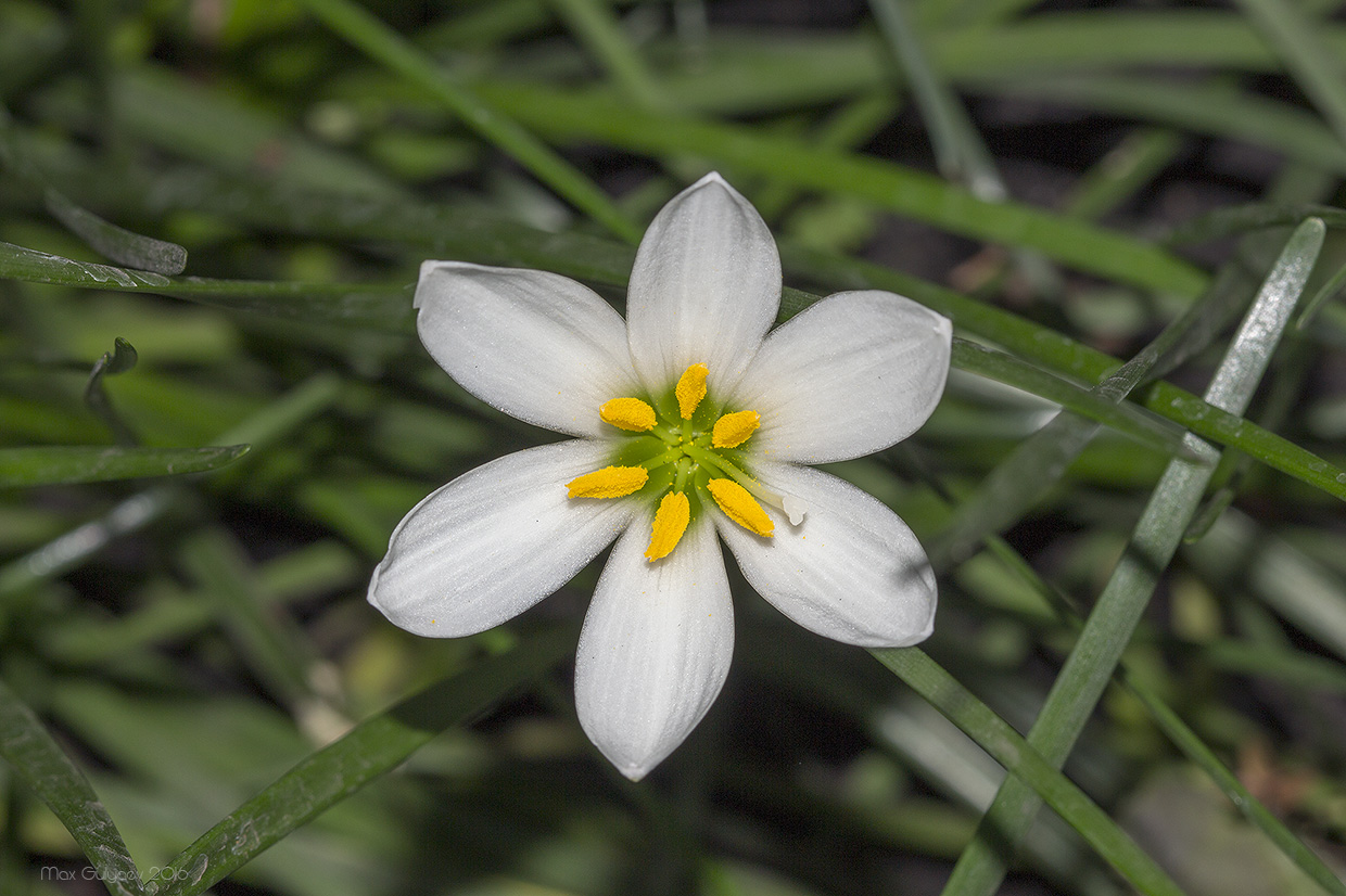 Image of Zephyranthes candida specimen.